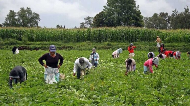 trabajos-del-campo
