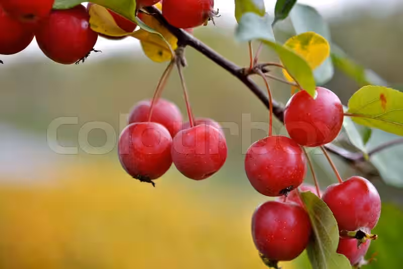 september-in-denmark